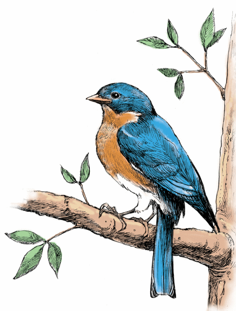 eastern-bluebird.gif