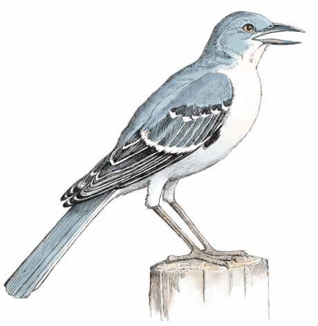 northern-mockingbird.gif