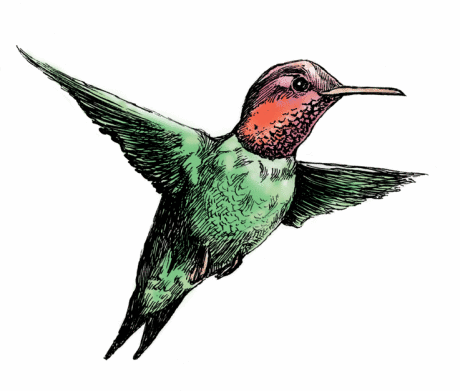 ruby-throated-hummingbird.gif